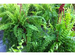 Image result for НЕФРОЛЕПИС (Nephrolepis