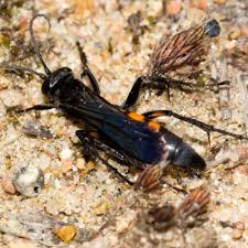 Attēlu rezultāti vaicājumam “Anoplius viaticus”