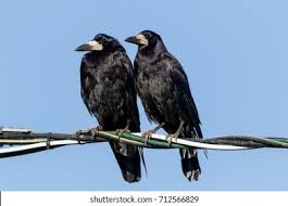 Attēlu rezultāti vaicājumam “Corvus frugilegus adult”