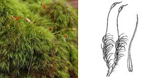 Attēlu rezultāti vaicājumam “Dicranella heteromalla”