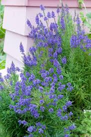 Image result for Hyssopus officinalis