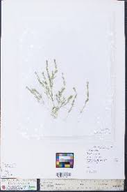 Attēlu rezultāti vaicājumam “Chara aspera”