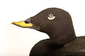 Attēlu rezultāti vaicājumam “Melanitta fusca”