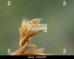 Attēlu rezultāti vaicājumam “Tomentypnum nitens”