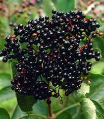 Attēlu rezultāti vaicājumam “Sambucus nigra fruit”