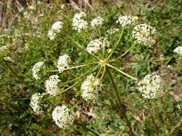 Attēlu rezultāti vaicājumam “Peucedanum oreoselinum flower”