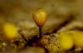 Attēlu rezultāti vaicājumam “Trichia ambigua macro”