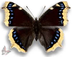 Attēlu rezultāti vaicājumam “Nymphalis antiopa underside”