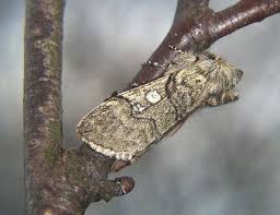 Attēlu rezultāti vaicājumam “Achlya flavicornis”