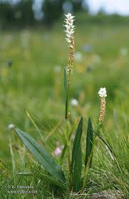 Attēlu rezultāti vaicājumam “Bistorta vivipara”