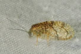 Attēlu rezultāti vaicājumam “Hemerobius perelegans”