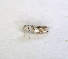 Attēlu rezultāti vaicājumam “Phyllonorycter platanoidella”