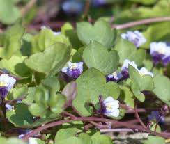 Attēlu rezultāti vaicājumam “Cymbalaria muralis flower”