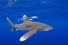 Image result for Carcharhinus longimanus