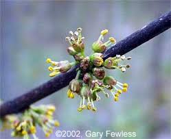 Attēlu rezultāti vaicājumam “Salix pentandra flower”