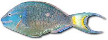 Image result for Sparisoma viride