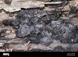 Attēlu rezultāti vaicājumam “Hypoxylon multiforme”