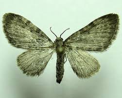 Attēlu rezultāti vaicājumam “Eupithecia tenuiata”