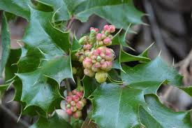 Attēlu rezultāti vaicājumam “Berberidaceae”