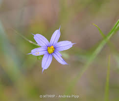 Attēlu rezultāti vaicājumam “Sisyrinchium montanum”