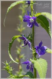 Image result for Campanula americana