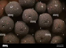 Attēlu rezultāti vaicājumam “Enerthenema papillatum”