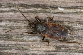 Attēlu rezultāti vaicājumam “Eremocoris plebejus”