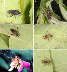 Attēlu rezultāti vaicājumam “Phytocoris sp.”