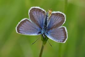 Attēlu rezultāti vaicājumam “Plebejus argus”