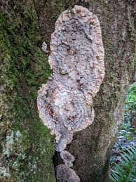 Attēlu rezultāti vaicājumam “Physarum bryomacrocarpum”