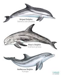 Image result for Stenella coeruleoalba