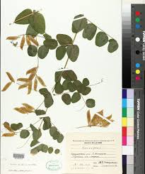 Attēlu rezultāti vaicājumam “Vicia pisiformis”