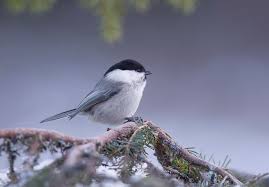 Attēlu rezultāti vaicājumam “Poecile montanus”