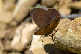 Attēlu rezultāti vaicājumam “Coenonympha hero underside”