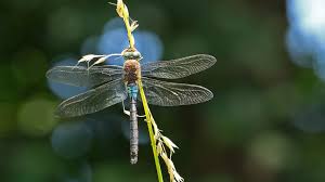 Attēlu rezultāti vaicājumam “Anax parthenope”