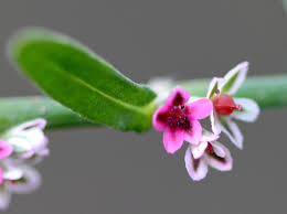 Attēlu rezultāti vaicājumam “Polygonum arenastrum flower”