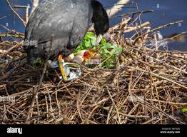 Attēlu rezultāti vaicājumam “Fulica atra eggs”