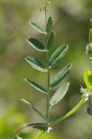 Attēlu rezultāti vaicājumam “Vicia cracca leaf”