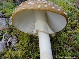 Attēlu rezultāti vaicājumam “Amanita regalis”