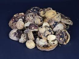 Attēlu rezultāti vaicājumam “Amanita regalis”