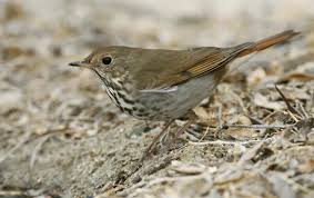 Image result for Catharus guttatus