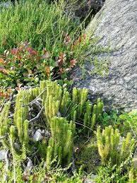 Attēlu rezultāti vaicājumam “Lycopodiaceae”
