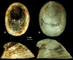 Attēlu rezultāti vaicājumam “Ancylus fluviatilis”