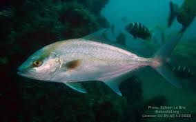 Image result for Seriola rivoliana