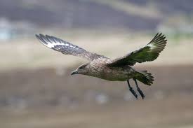Image result for Stercorarius skua