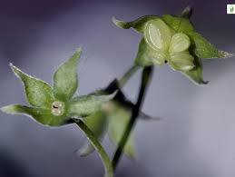 Attēlu rezultāti vaicājumam “Omphalodes verna leaf”