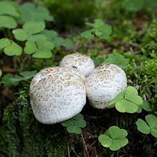 Attēlu rezultāti vaicājumam “Lentinus lepideus”