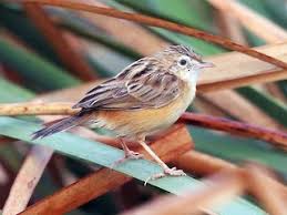 Image result for Cisticola juncidis