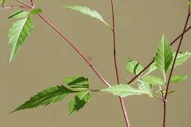 Attēlu rezultāti vaicājumam “Bidens frondosa leaf”