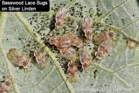 Attēlu rezultāti vaicājumam “Licea pygmaea sessile”